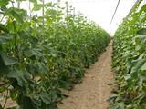 Cajamar facilita financiación a los agricultores a través de la línea ICO Horticultura