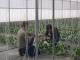 Más de 45.000 trabajadores agrícolas almerienses pasarán al Régimen General de la Seguridad Social el 1 de enero