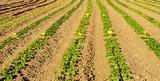 El Gobierno ha aprobado el Plan de seguros agrarios 2012 que consolida el sistema de aseguramiento y completa la universalización de la protección al sector agrario