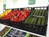 ASAJA-Almería hace balance de 2011 al que considera un año especialmente complicado para el sector agrario de la provincia