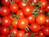 El sector del tomate pierde 15.000 empleos en dos años ante la presión de Marruecos