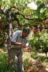 Terque acoge el día 22 la VI Campaña de Distribución de Parras de las Variedades Históricas de Uva de Mesa de Almería