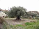 La Consejería de Agricultura imparte un curso de poda de olivar en la Oficina Comarcal Agraria de Albox