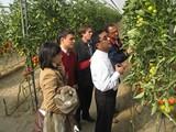 Andalucía muestra el éxito del control integrado de la Tuta para incrementar las exportaciones de tomate a Estados Unidos
