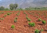 ASAJA solicita la declaración de 'Zona catastrófica' para toda Andalucía