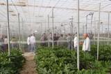 Alternativas naturales a la utilización de fitohormona en calabacín