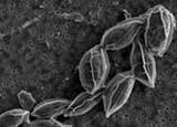 Investigadores almerienses desarrollan un método de modificación de una microalga autóctona para producir biodiésel