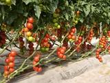 Rijk Zwaan presentará su nuevo Catálogo de Tomates 2012-2013 en Expolevante Níjar