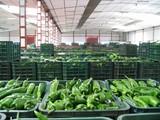 ECOHAL decide el próximo lunes su integración en HORTYFRUTA