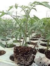 Cristalplant potencia el sistema Big Plant para reducir el tiempo de cultivo