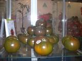 Tomachoc de Top Seeds Ibérica, tomates ricos en licopeno y más dulces