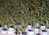 La Junta entrega 550.000 euros de subvención para mejorar la producción de plantones y plantas de 12 semilleros