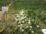 Seminis presenta sus melones Charentais a los agricultores en El Ejido