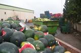 Los exportadores creen que las pérdidas por la 'E. coli' podrían rondar los 500 millones de euros