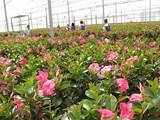 Francia compra más del 45% de las plantas vivas y flores exportadas por Almería en el primer trimestre del año