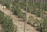 Agrinature Indálica desarrolla un hilo biodegradable para entutorado y ayuda a reducir los gastos en gestión de residuos