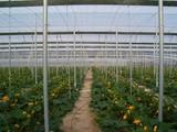 El sector se 'planta' ante la negativa de algunas CC. AA. a subvencionar la contratación de seguros agrarios