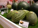 Rijk Zwaan vuelve a celebrar en julio sus Jornadas Internacionales de Melón