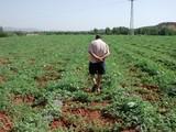 Los productores de sandía del Levante almeriense vuelven a iniciar la campaña con bajos precios