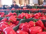 Almería incrementa un 22% el valor de la exportación de frutas y hortalizas frescas en mayo, con 143,3 millones de euros