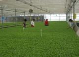 La CE licitará un estudio sobre intercambios entre jóvenes agricultores