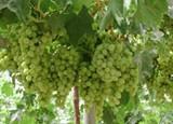 Agricultores de ASAJA prevén una excelente cosecha vitivinícola