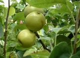 El IVIA investiga un sistema de selección automática de frutas en almacén