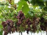 La uva sin semilla se abre paso en el mercado internacional