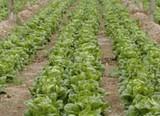 Técnicos analizan las tendencias en el cultivo de hortalizas de hoja y sandía