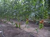 COAG afirma que Marruecos podría aplicar hasta 56 sustancias activas prohibidas en la UE a sus tomates