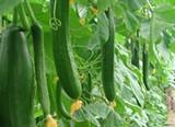 El pepino tipo Almería cerró octubre con un precio tres veces más barato que hace un año