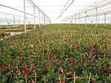 El valor de las exportaciones de plantas ornamentales y flores crece un 11% y compensa el descenso de ventas