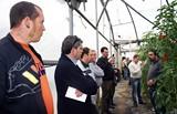Syngenta presenta en campo sus novedades en tomate: variedades como Angelle, Bubu o Dumas, sus nuevos portainjertos y el nematicida Nemathorin 150 EC