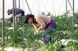 Almería establece un récord de trabajadores del sector agrario afiliados a la Seguridad Social