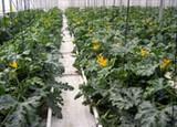 Planas aboga por una PAC que garantice la renta de los agricultores y mejore la competitividad de las explotaciones