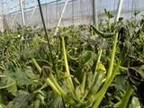 Comienza el período para la contratación del seguro de hortícolas al aire libre
