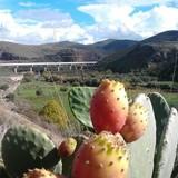 Almería cultiva más de 70 hectáreas de chumbera con una producción de 166.000 kilos de chumbos