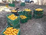 La Guardia Civil detiene in fraganti a los autores de un delito de robo de naranjas en una finca agrícola
