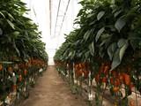 “El seguimiento de la legislación nacional es la que lleva a los productos hortofrutícolas turcos a provocar tantas alertas sanitarias”