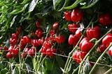 Resistencias a oídio y nematodos, innovaciones de Rijk Zwaan en pimiento