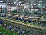 ECOHAL Andalucía concentra 1,3 millones de toneladas de hortalizas en Almería y Granada