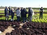 Rijk Zwaan celebra las III Jornadas Internacionales de cultivos de invierno al aire libre