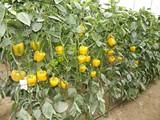 El Sistema de Alerta Rápida de Alimentos paraliza una partida de pimiento jordano que superaba los límites máximos de residuos