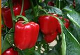 Zeraim Ibérica celebra el X aniversario de su pimiento Melchor con cerca de 1.000 agricultores