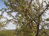 Las heladas acabarán con el 85 por ciento de la producción de la almendra temprana de Los Vélez