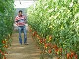 Med Hermes amplía su catálogo de semillas de tomate, calabacín, melón y sandía