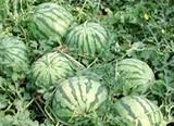 Los agricultores del Levante almeriense obtienen la rebaja fiscal