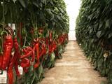 La RASSF notifica una partida de pimiento rojo marroquí con un cóctel de pesticidas