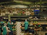 El Grupo de Trabajo Interministerial aprueba las Líneas Estratégicas para la Internacionalización del Sector Agroalimentario