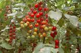 La menor producción holandesa al inicio de su campaña favorece los precios del tomate